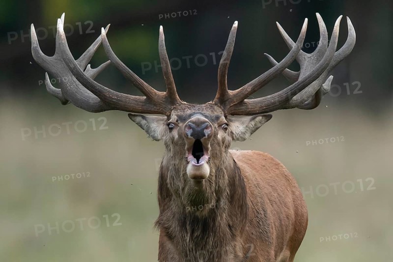 Red deer (Cervus elaphus) in rut, Klamptenborg, Copenhagen, Denmark