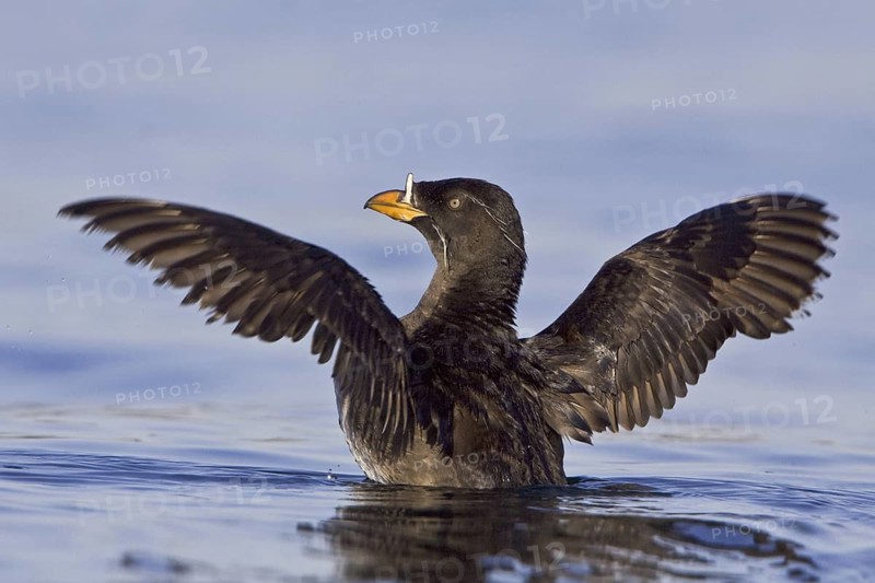Rhinoceros Auklet (Cerorhinca monocerata), British Columbia, Canada