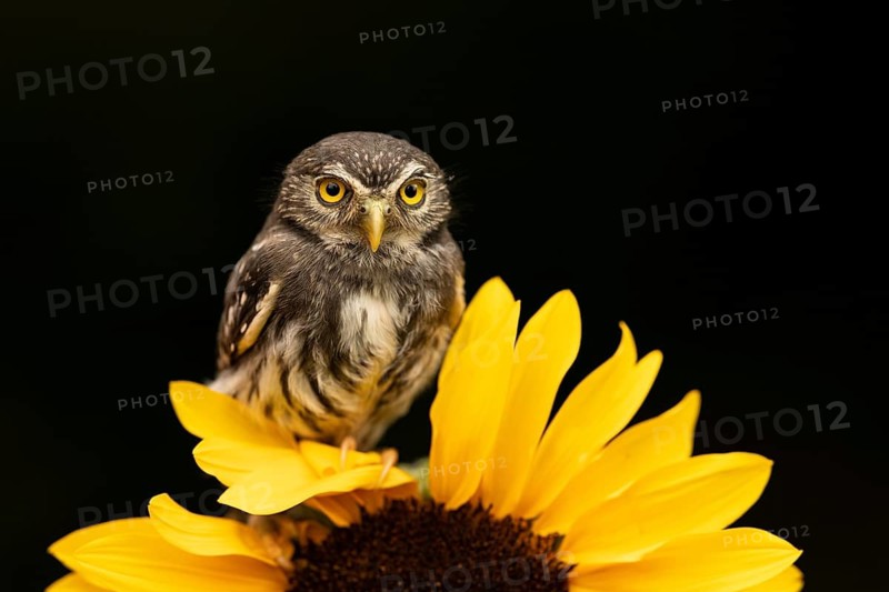 Eurasian Pygmy Owl (Glaucidium passerinum) captive, Bavaria, Germany