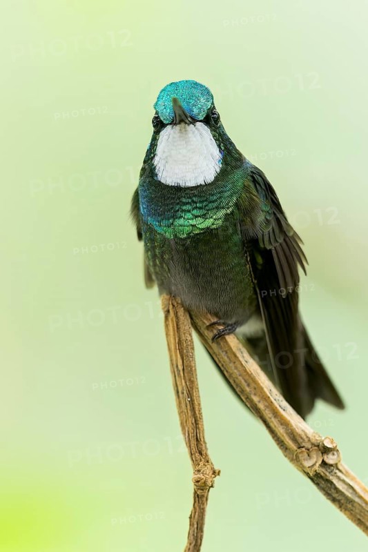 White-throated Mountaingem (Lampornis castaneoventris) perched on a branch in Panama