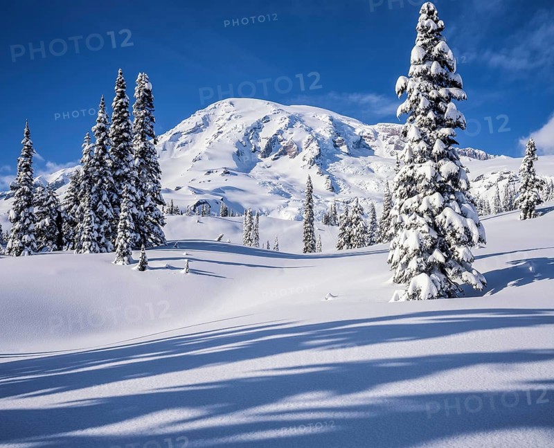 Fresh snow blankets the Paradise area of Mount Rainier National Park, covering tall evergreen trees and rolling hills, with the majestic snow-capped peak under a clear blue sky