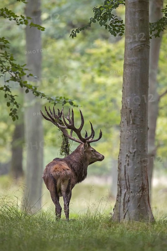 Red deer (Cervus elaphus) stag in forest with grass vegetation hanging from its large antlers during the rutting season in autumn, fall