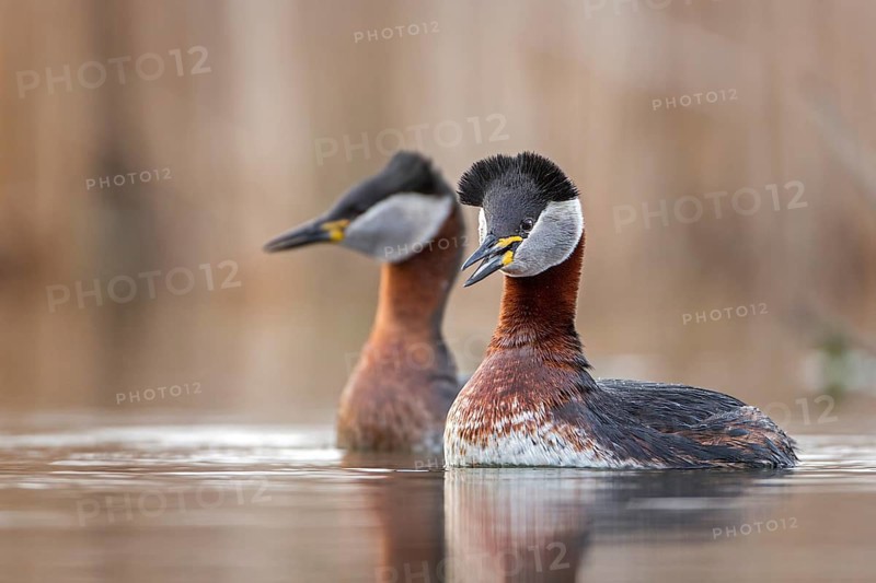 Red-necked Grebe (Podiceps grisegena) pair displaying, Saxony-Anhalt, Germany