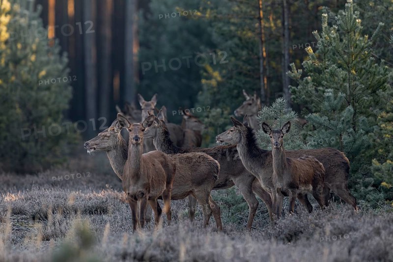 More and more red deer (Cervus elaphus) and calves come out of the forest into the clearing and apparently the doe on the far left has lost her eyesight, frost, cold, hoarfrost, morning sun, Germany