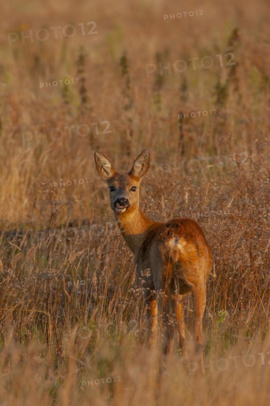 Roe deer (Capreolus capreolus) adult female standing in grassland, Suffolk, England, United Kingdom