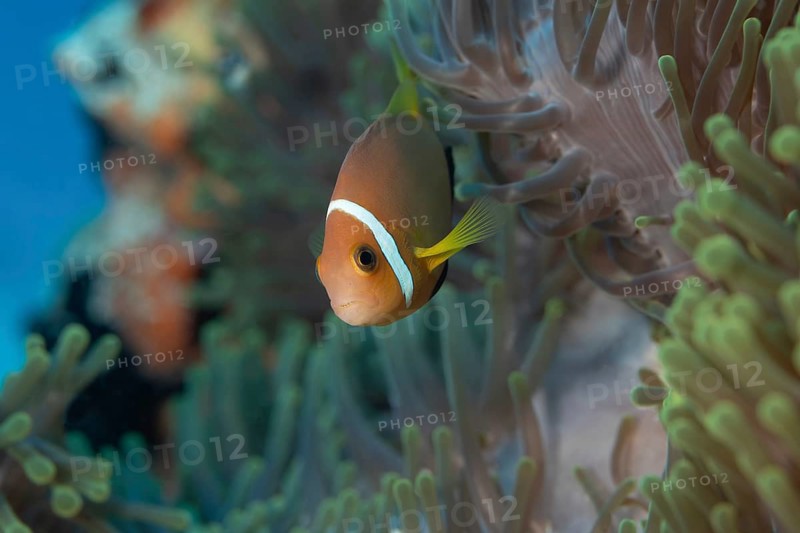 A Maldives anemonefish, Amphiprion nigripes, nests in vibrant sea anemones off the coast of the Maldives. The captivating marine life creates a stunning underwater scene