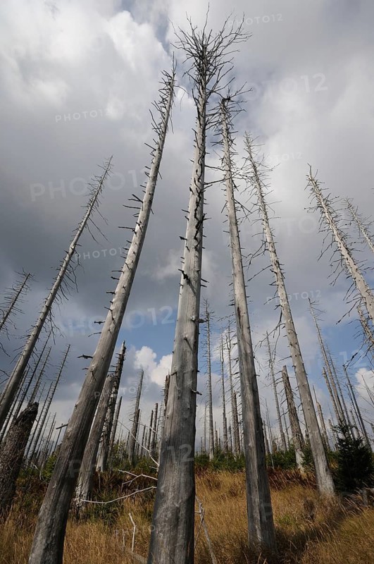 Tall dead trees under a dusky sky with clouds, Lusen, Bavarian Forest National Park, Bavaria