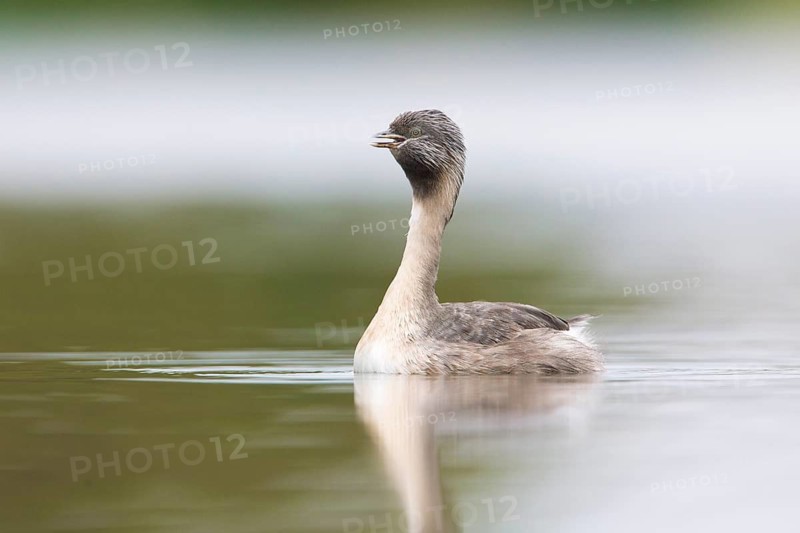 Hoary-headed Grebe (Poliocephalus poliocephalus) calling, Victoria, Australia
