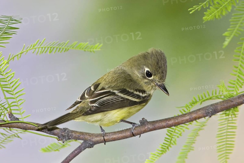 Cordilleran Flycatcher (Empidonax occidentalis), Arizona, USA