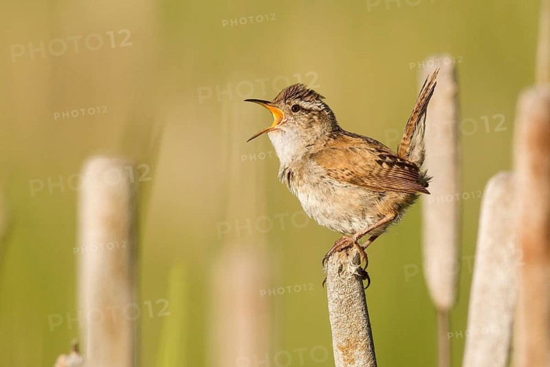 Marsh Wren (Cistothorus palustris) singing, British Columbia, Canada