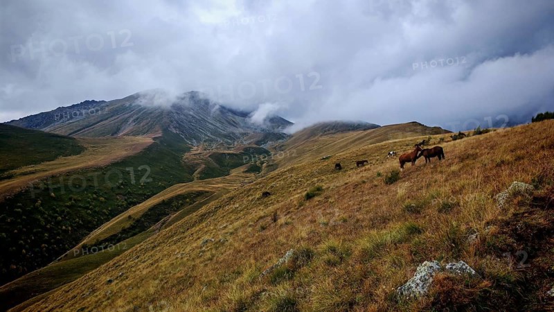 Mountain landscape with grazing horses (equus caballus) under a cloudy sky, Stepantsminda, Caucasus, Georgia