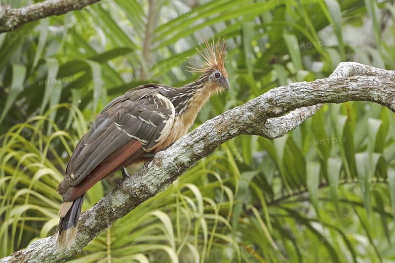 Hoatzin (Opisthocomus hoazin), Ecuador