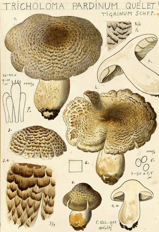 Mushroom, fungi, tiger knight mushroom, Tricholoma pardinum, syn. Tricholoma tigrinum, Tricholoma pardalotum, authentic reproduction of an illustration by Hans Walty (1868-1948) from about 1915, historical