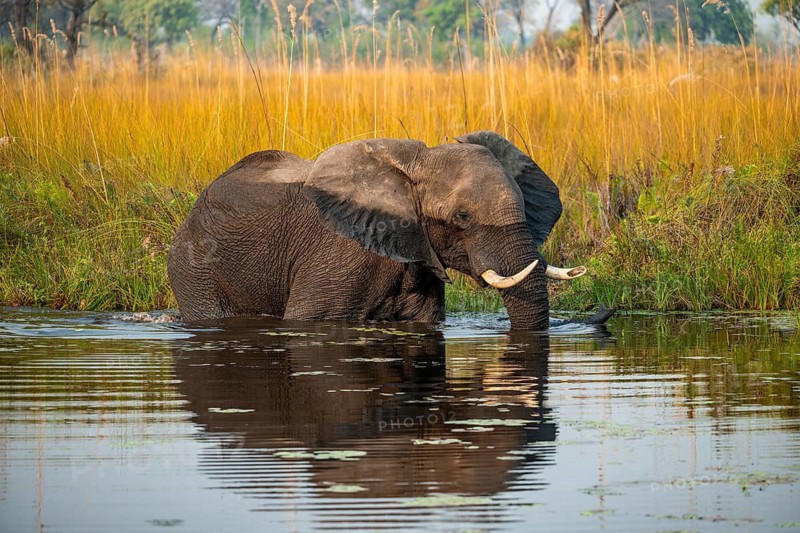 African elephant (Loxodonta africana) in the swamp, Xakanaxa Lagoon, Okavango Delta, Moremi Game Reserve, Botswana