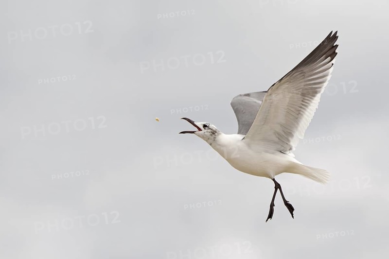 Laughing Gull (Leucophaeus atricilla) flying, Florida, USA