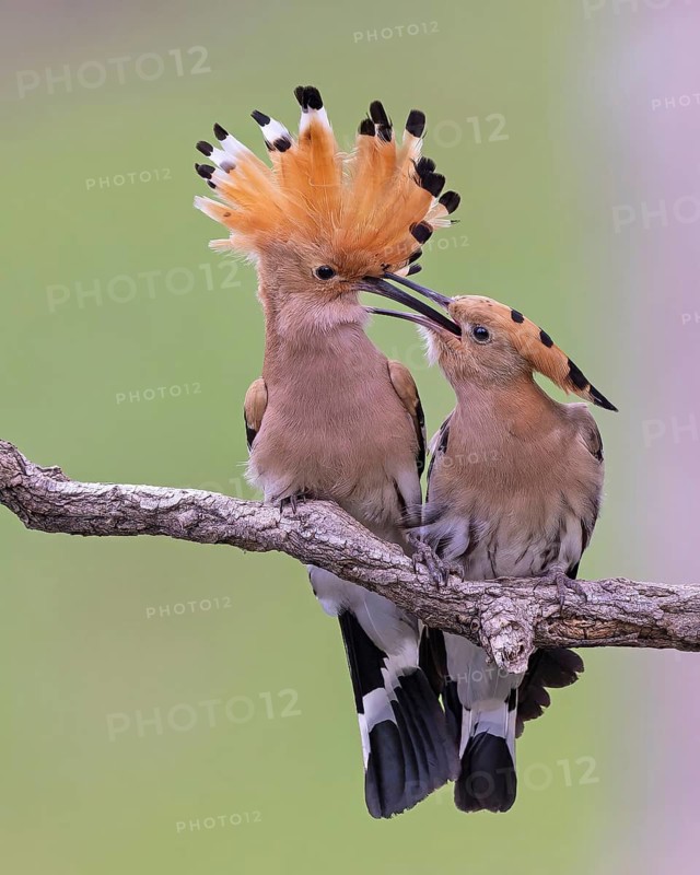 Hoopoe (Upupa epops) Bird of the Year 2022, courtship, mating, pair, male, female, bridal gift, interaction, erected bonnet, sunrise, Middle Elbe Biosphere Reserve, Saxony-Anhalt, Germany
