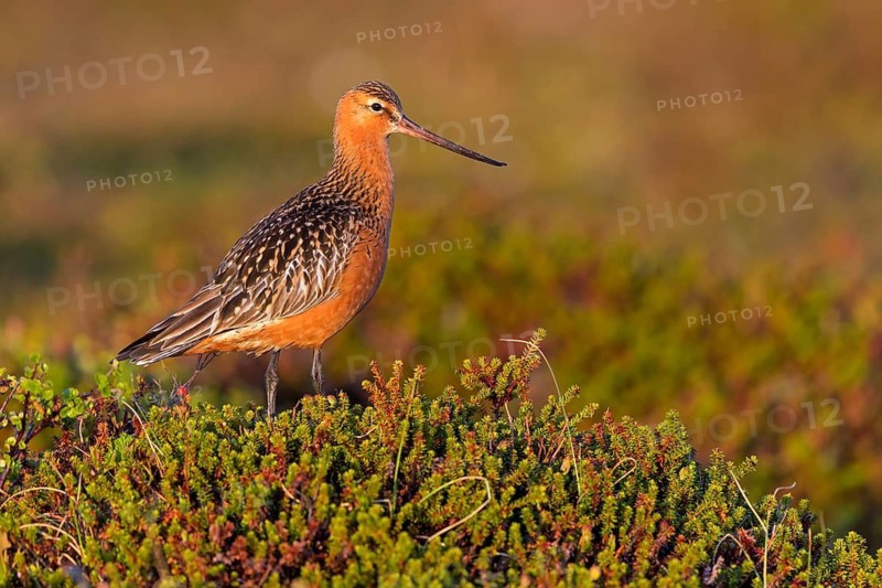 Pfuhlschnepfe, Bar-tailed Godwit, Limosa lapponica, Barge rousse, Aguja Colipinta