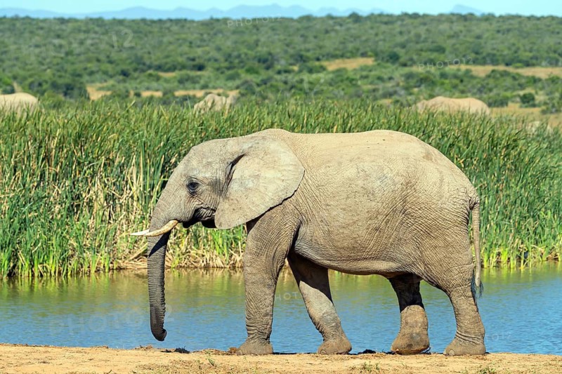 African elephant, (Loxodonta african), Addo Elephant National Park, Addo Camp, Western Cape, South Africa
