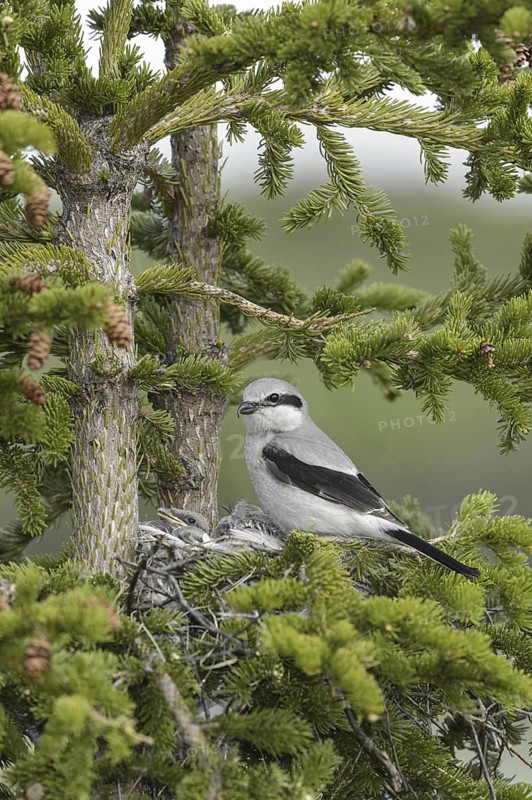 Great Grey Shrike (Lanius excubitor) male, Alaska, USA