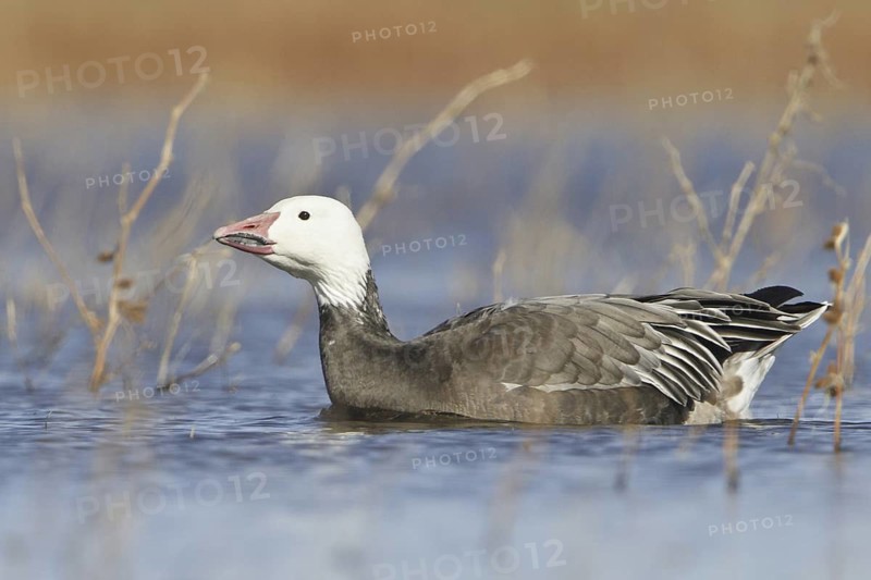 Snow Goose (Anser caerulescens), New Mexico, USA