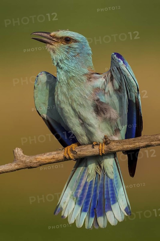 European Roller (Coracias garrulus) male singing, Hajdu-Bihar, Hungary