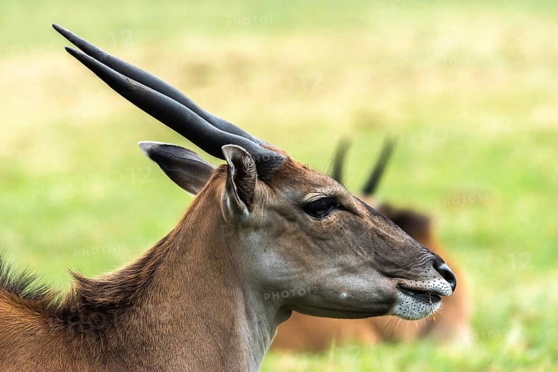 A close-up side profile of an Eland antelope, showcasing its distinctive horns and features. Captured in a natural grassy habitat, the blurred background emphasizes the subject