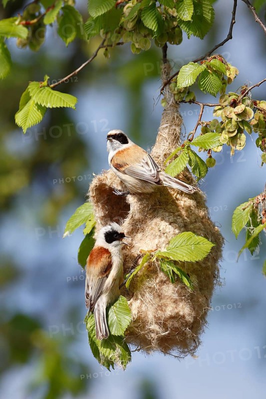 Eurasian Penduline Tit (Remiz pendulinus) pair building nest, Saxony-Anhalt, Germany