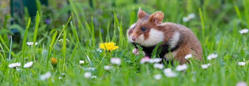 Field hamster, (Cricetus cricetus), animals, mammals, hamster, rodent, subfamily of hamsters, biotope, habitat, foraging, Franz-Josef-Spital, Vienna, Rudolfsheim-Fünfhaus, Vienna, Austria