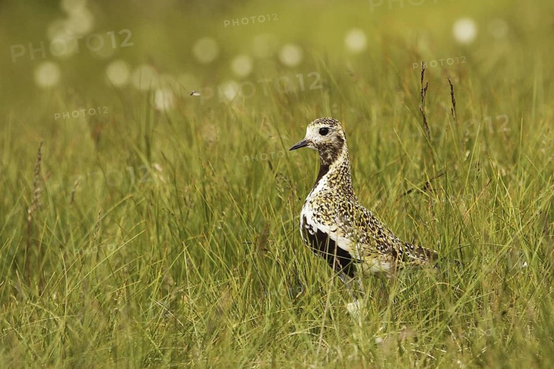 European Golden Plover (Pluvialis apricaria), Yorkshire Dales, United Kingdom