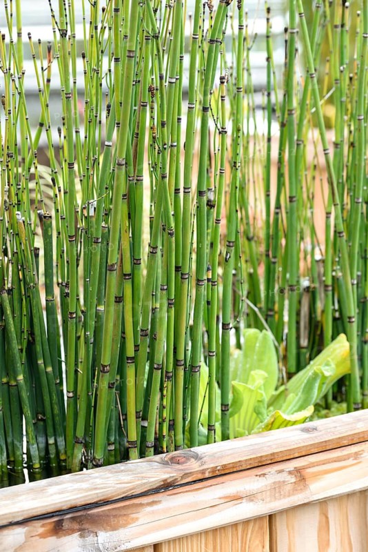 Winter horsetail (Equisetum hyemale),  Germany
