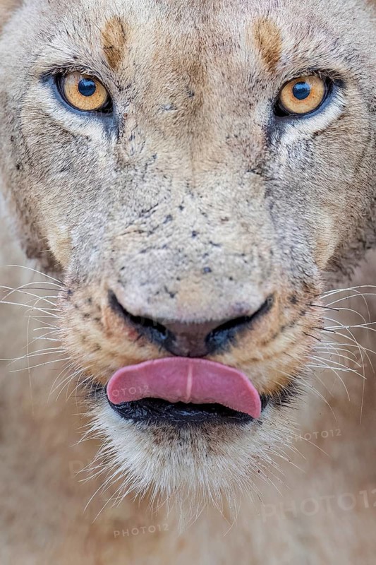 African Lion (Panthera leo) female portrait licking lips, Limpopo, South Africa