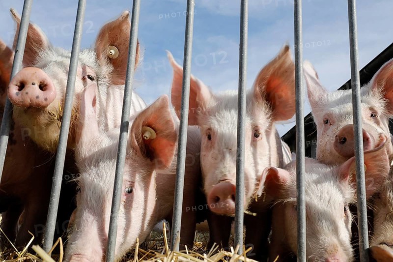 Piglets from the Jahnsfeld organic farm in Brandenburg, which live in species-appropriate animal husbandry. The fattening pigs have access to the open air. In addition to rye and wheat, oats and spelt are used as bread and baked cereals on the arable land, Müncheberg, Brandenburg, Germany
