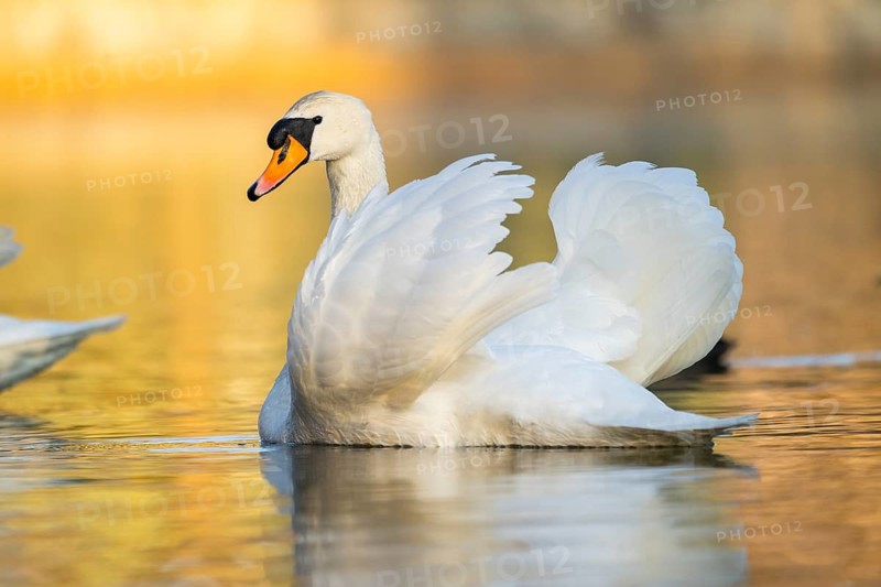Mute swan (Cygnus olor) swimming on a lake, Bavaria, Germany