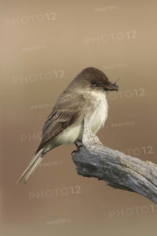 Eastern Phoebe (Sayornis phoebe), Ohio, USA
