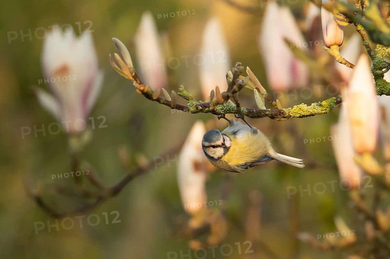 Blue tit (Cyanistes Caeruleus) adult garden bird on a magnolia tree with blossom flowers in spring, Suffolk, England, United Kingdom