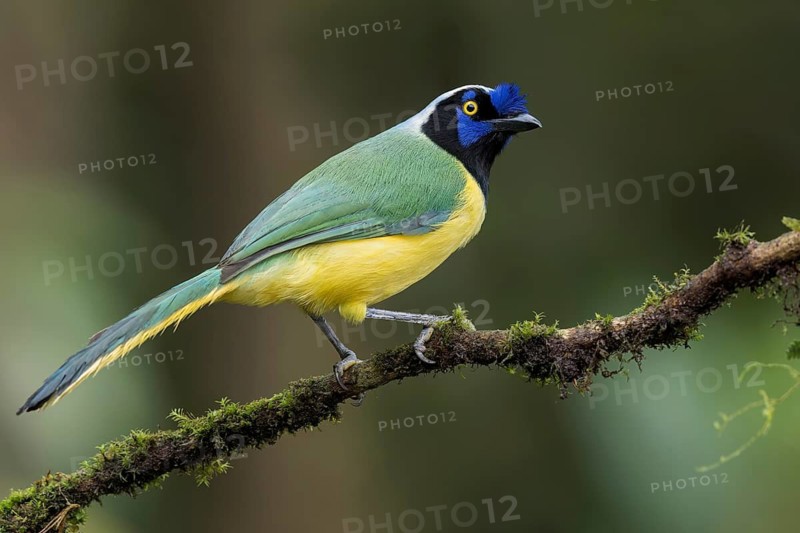 Inca Jay (Cyanocorax yncas) perched on a branch in Colombia, South America