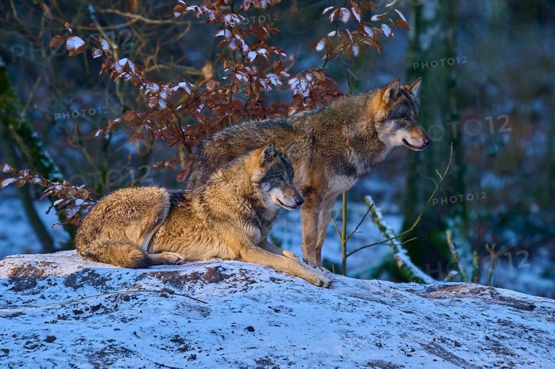 Two wolves in a snowy forest resting on a rock, Winter, Wolf (Canis lupus), Germany
