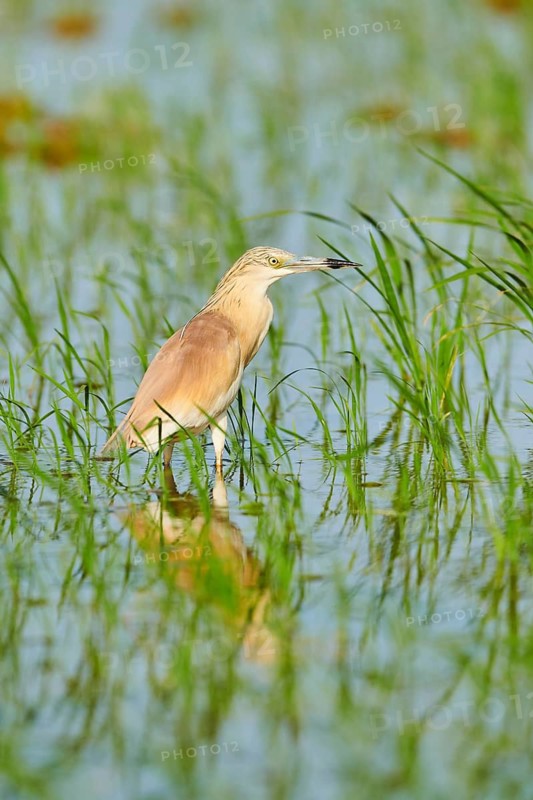 Squacco heron (Ardeola ralloides) in a paddy field, hunting, ebro delta, Catalonia, Spain
