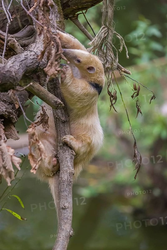 One southern tamandua (Tamandua tetradactyla), climbing up a branch in a forest