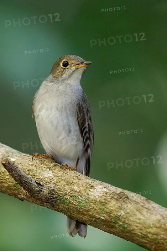 Cuban Solitaire (Myadestes elisabeth) perched on a branch in Cuba
