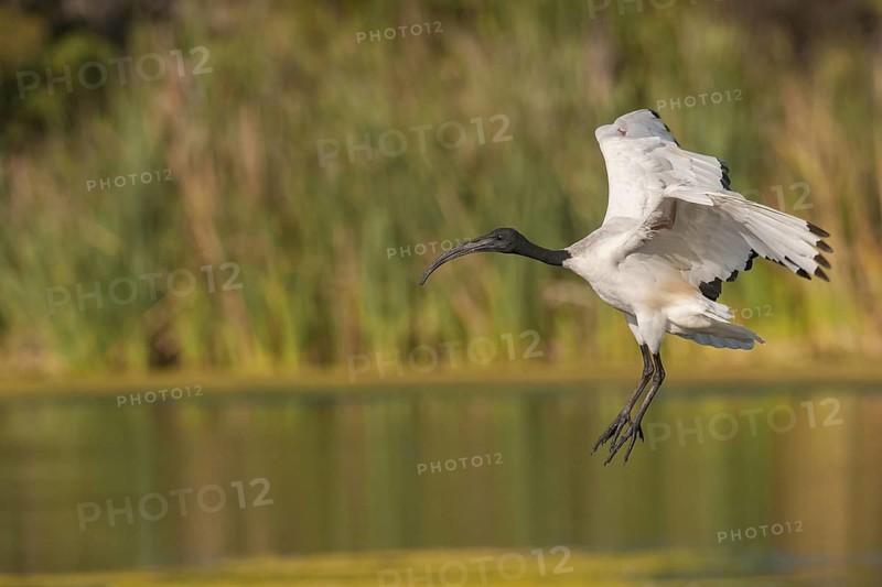 African Sacred Ibis (Threskiornis aethiopicus) flying, Western Cape, South Africa