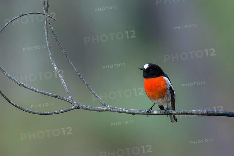 Scarlet Robin (Petroica boodang) male perched on a twig, Victoria, Australia