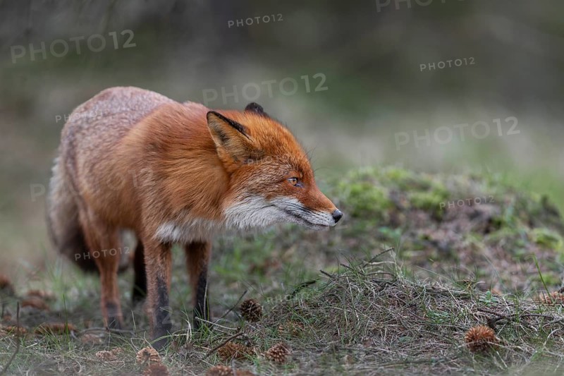 Ears laid back also signal tension in the red fox (Vulpes vulpes), rearing cubs, April, Denmark