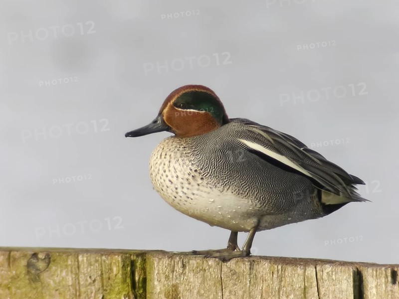 Eurasian Teal (Anas crecca) male, Baden-Wuerttemberg, Germany