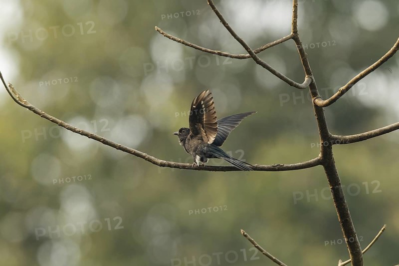 Square-tailed Drongo-Cuckoo (Surniculus lugubris), Kaeng Krachan, Thailand