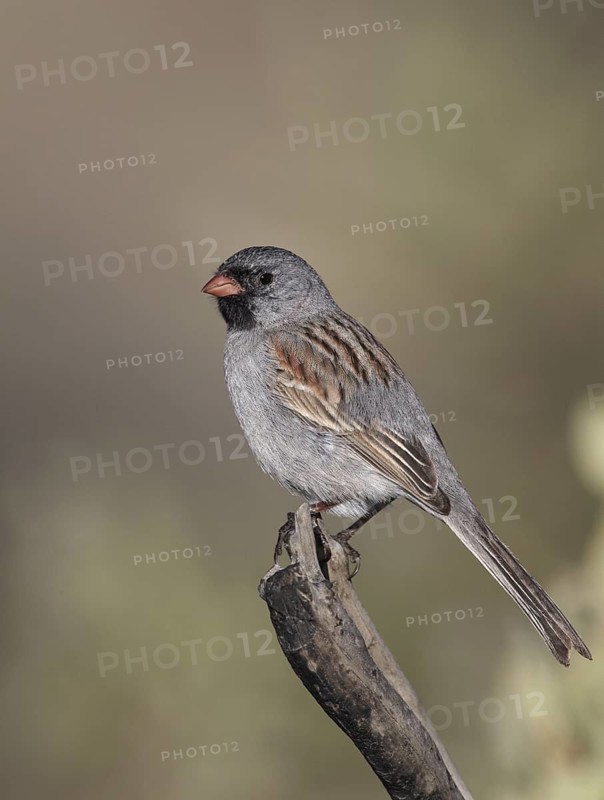 Black-chinned Sparrow (Spizella atrogularis), California, USA