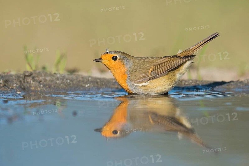 European Robin (Erithacus rubecula) at a waterhole, Aosta Valley, Italy