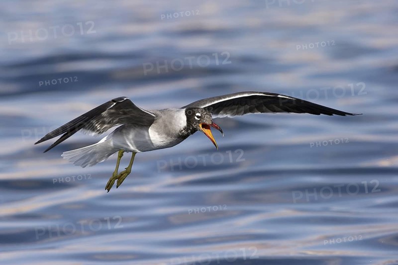 White-eyed Gull (Ichthyaetus leucophthalmus) calling in flight, Eilat, Israel