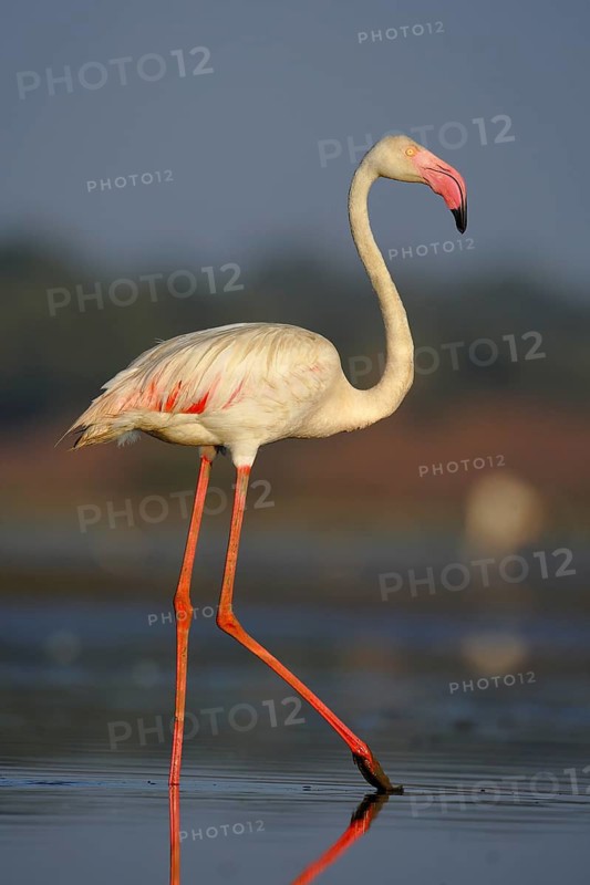 Greater Flamingo (Phoenicopterus roseus), Seville, Spain