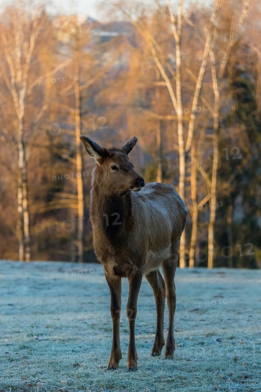 One young female wapiti, Cervus canadensis with hoarfrost in her fur, stands in a frozen meadow at the edge of the forest